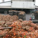 BTP – La Côte d’Ivoire va produire de l’électricité à partir des résidus du palmier et du cacao