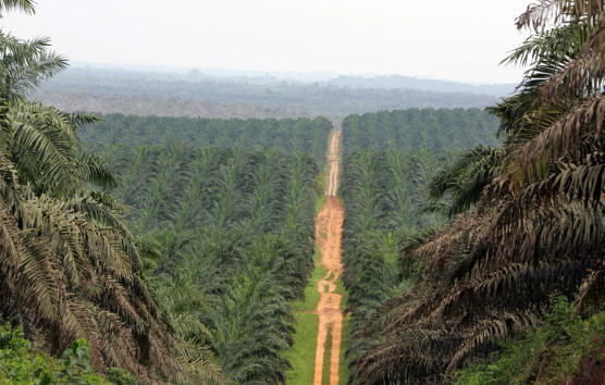 les 3 tours jumelles abidjan